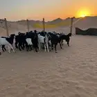 غنم تيوس عوارض العدد 17 للبيع الموقع الخرج