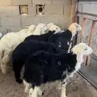 بهم نجد