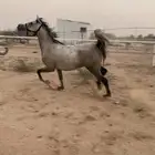 فرس شعبية شيخة