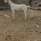 معزاء بيشيات صنف