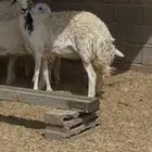 حريه صنف دافع