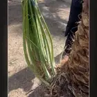 صينو نخل اي نوع