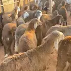للبيع بهم سواكن طيب مربوط
