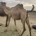 لقحه طيبه لها 8 شهور الحد 5800