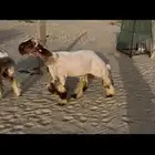 جذع نعيم صنف