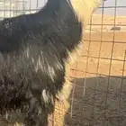 فحل  نجدي صنف الصنف