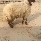 جذعه نعيميه فل