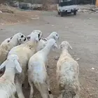 8 سواكني تربيه 4 شهور