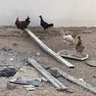 دجاج للبيع