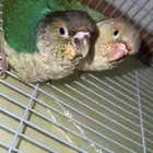 كنيور ضايع مكه