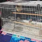 طيور زيبرا العدد 9