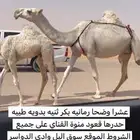 عشرا رمانيه ثنيه بكر حدرها قعود