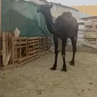 قعدان للبيع مناسبات