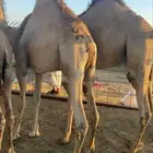 قعدان مفاريد كفو للبيع