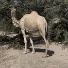 اركه لقحه