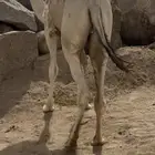 قعود للبيع