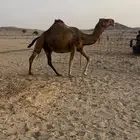 ناقه فاخره ملاقي