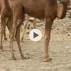 حاشي
