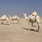 ابل وضح بمعداتها ورحولها