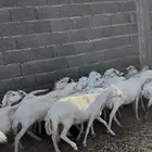 غنم رفيد للبيع