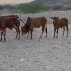 حسلان بلدي