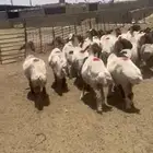 غنم نعيم دفيع