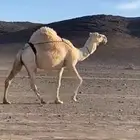 ناقة عفراء ضريبه طيبه بالحيل وبطنها طيب