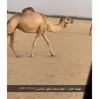 مهجنه السن ام ثالث طيبه عشراء الموقع شمال بقيق