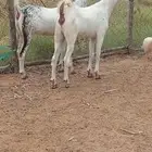 جفرتين بيشيه