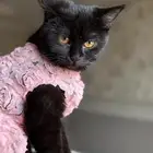 قطه شيرازي