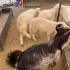 طليان ور خال 10 تعيد