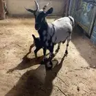 عنز عمانيه قصيره متبع بتيس