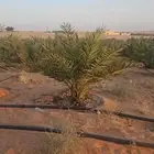نخل للبيع