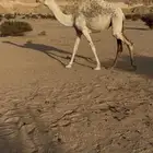 بكره رمانيه