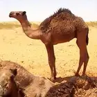 قعود وبكره