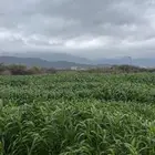 قصب بيضاء بلدي