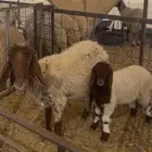 رغوث نعيمه