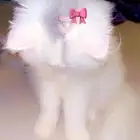 قطط شيرازي