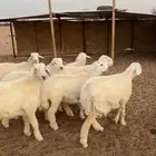 طليان تفريد