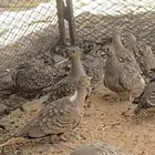 قطا حجازي
