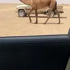 للبيع القعود