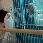 تم البيع طيور حب