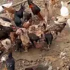 دجاج باكستاني