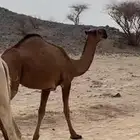 بكره صفراء طيبه على جميع الشروط الموقع جنوب القويعية