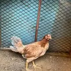 دجاجة للبيع