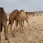 حشو