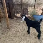 تيس داغور