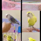 للبيع طيور روز