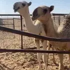 للبيع حشو