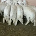 طليان جبره